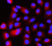 Immunofluorescent staining of FFPE human A549 cells with Intersectin 1 antibody (red) and DAPI nuclear stain (blue). HIER: steam section in pH6 citrate buffer for 20 min.