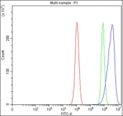 Flow cytometry testing of fixed and permeabilized human PC-3 cells with CALR antibody at 1ug/million cells (blocked with goat sera); Red=cells alone, Green=isotype control, Blue= CALR antibody.