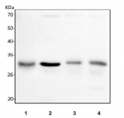 Western blot testing of 1) human HCCP, 2) rat liver, 3) rat RH-35 and 4) mouse liver tissue lysate with HSD17B13 antibody. Predicted molecular weight ~34 kDa (isoform A) and ~30 kDa (isoform B).