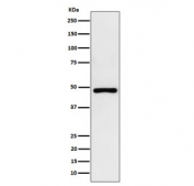 Western blot testing of human HepG2 cell lysate with recombinant PAH antibody. Predicted molecular weight ~52 kDa.