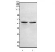 Western blot testing of human 1) MCF7 and 2) A549 cell lysate with HAUS7 antibody. Predicted molecular weight ~40 kDa.