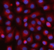 Immunofluorescent staining of FFPE human A549 cells with HAUS7 antibody (red) and DAPI nuclear stain (blue). HIER: steam section in pH6 citrate buffer for 20 min.