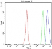 Flow cytometry testing of fixed and permeabilized human JK cells with TARDBP antibody at 1ug/million cells (blocked with goat sera); Red=cells alone, Green=isotype control, Blue= TARDBP antibody.