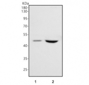 Western blot testing of human 1) HeLa and 2) SH-SY5Y cell lysate with PCPE1 antibody. Predicted molecular weight ~48 kDa.