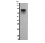Western blot testing of human placental tissue lysate with SH2D3C antibody. Predicted molecular weight: 55-94 kDa (multiple isoforms).