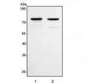 Western blot testing of 1) rat brain and 2) mouse brain tissue lysate with Heat shock 70 kDa protein 12A antibody. Expected molecular weight ~70 kDa.