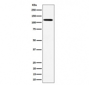Western blot testing of human HeLa cell lysate with Kinesin 1 heavy chain antibody. Predicted molecular weight ~110 kDa.