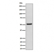 Western blot testing of human HeLa cell lysate with NUP50 antibody. Expected molecular weight: 50-60 kDa.