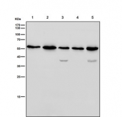 Western blot testing of human 1) HeLa, 2) Jurkat, 3) HePG2, 4) MCF7 and 5) SH-SY5Y cell lysate with NUP50 antibody. Expected molecular weight: 50-60 kDa.