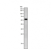 Western blot testing of mouse ovary tissue lysate with NUP50 antibody. Expected molecular weight: 50-60 kDa.