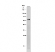 Western blot testing of rat ovary tissue lysate with NUP50 antibody. Expected molecular weight: 50-60 kDa.