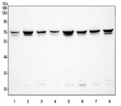 Western blot testing of human 1) ThP-1, 2) PC-3, 3) RT4, 4) U-251, 5) Caco-2, 6) HepG2, 7) HeLa and 8) HEL cell with PDE12 antibody. Predicted molecular weight ~67 kDa and ~59 kDa (two isoforms).
