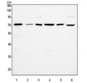 Western blot testing of 1) rat brain, 2) rat thymus, 3) rat PC-12, 4) mouse brain, 5) mouse thymus and 6) mouse NIH 3T3 cell with PDE12 antibody. Predicted molecular weight ~67 kDa.