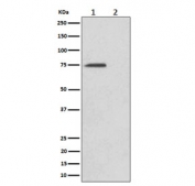Western blot testing of lysate from human HeLa cells, untreated (1) or treated with Alkaline phosphatase (2), using Phospho-eIF4B antibody.