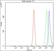 Flow cytometry testing of fixed and permeabilized human SiHa cells with HDDC2 antibody at 1ug/million cells (blocked with goat sera); Red=cells alone, Green=isotype control, Blue= HDDC2 antibody.