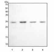 Western blot testing of human 1) HeLa, 2) K562, 3) MCF7 and 4) PC-3 cell lysate with HDDC2 antibody. Predicted molecular weight ~23 kDa.