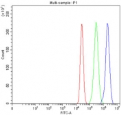 Flow cytometry testing of fixed and permeabilized human MCF7 cells with MIPEP antibody at 1ug/million cells (blocked with goat sera); Red=cells alone, Green=isotype control, Blue= MIPEP antibody.