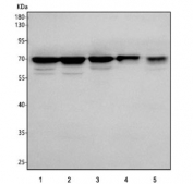 Western blot testing of 1) human A549, 2) human HepG2, 3) rat PC-12, 4) rat RH35 and 5) mouse RAW264.7 cell lysate with PGBD4 antibody. Predicted molecular weight ~67 kDa.