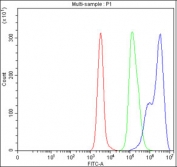Flow cytometry testing of fixed and permeabilized human Daudi cells with NF-kB p65 antibody at 1ug/million cells (blocked with goat sera); Red=cells alone, Green=isotype control, Blue= NF-kB p65 antibody.