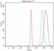 Flow cytometry testing of fixed and permeabilized human HepG2 cells with PIK3R4 antibody at 1ug/million cells (blocked with goat sera); Red=cells alone, Green=isotype control, Blue= PIK3R4 antibody.