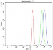 Flow cytometry testing of fixed and permeabilized human MCF7 cells with PI4K2B antibody at 1ug/million cells (blocked with goat sera); Red=cells alone, Green=isotype control, Blue= PI4K2B antibody.