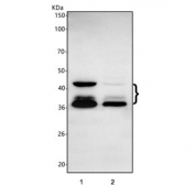 Western blot testing of human 1) A549 and 2) HepG2 cell lysate with SCD1 antibody. Expected molecular weight: 37-42 kDa with a possible ~28 kDa degradation product.
