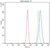 Flow cytometry testing of fixed and permeabilized human JK cells with HDHD5 antibody at 1ug/million cells (blocked with goat sera); Red=cells alone, Green=isotype control, Blue= HDHD5 antibody.