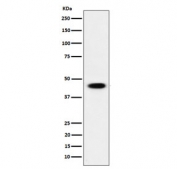 Western blot testing of human HEK293 cell lysate wit ADSS2 antibody. Predicted molecular weight ~50 KDa.
