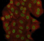 Immunofluorescent staining of FFPE human A549 cells with RNA-binding motif protein 3 antibody (green) and Beta Tubulin mAb (red). HIER: steam section in pH6 citrate buffer for 20 min.