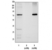 Western blot testing of 1) human HeLa, 2) lysate from mouse RAW264.7 cells that were not treated with LPS and 3) lysate from mouse RAW264.7 cells that were treated with LPS, with Cyclooxygenase 2 antibody. Predicted molecular weight ~69 kDa.