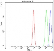 Flow cytometry testing of fixed and permeabilized human PC-3 cells with HDGFL2 antibody at 1ug/million cells (blocked with goat sera); Red=cells alone, Green=isotype control, Blue= HDGFL2 antibody.