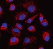 Immunofluorescent staining of FFPE human A549 cells with HDGFL2 antibody (red) and DAPI nuclear stain (blue). HIER: steam section in pH6 citrate buffer for 20 min.