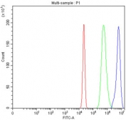 Flow cytometry testing of fixed and permeabilized human HepG2 cells with HAUS3 antibody at 1ug/million cells (blocked with goat sera); Red=cells alone, Green=isotype control, Blue= HAUS3 antibody.