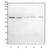 Western blot testing of 1) human HepG2, 2) human HeLa, 3) human U-251, 4) rat brain and 5) mouse brain tissue lysate with HAUS3 antibody. Predicted molecular weight ~70 kDa and ~56 kDa (two isoforms).