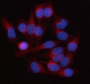 Immunofluorescent staining of FFPE human HeLa cells with HAUS3 antibody (red) and DAPI nuclear stain (blue). HIER: steam section in pH6 citrate buffer for 20 min.