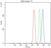 Flow cytometry testing of fixed and permeabilized human U-251 cells with SLC37A3 antibody at 1ug/million cells (blocked with goat sera); Red=cells alone, Green=isotype control, Blue= SLC37A3 antibody.