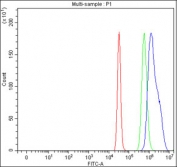 Flow cytometry testing of fixed and permeabilized human HepG2 cells with Pirin antibody at 1ug/million cells (blocked with goat sera); Red=cells alone, Green=isotype control, Blue= Pirin antibody.