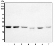Western blot testing of 1) human HepG2, 2) human HeLa, 3) monkey COS-7, 4) rat heart, 5) rat RH35 and 6) mouse NIH 3T3 cell lysate with Pirin antibody. Predicted molecular weight ~32 kDa.