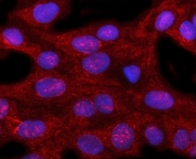Immunofluorescent staining of FFPE human U-2 OS cells with Pirin antibody (red) and DAPI nuclear stain (blue). HIER: steam section in pH6 citrate buffer for 20 min.