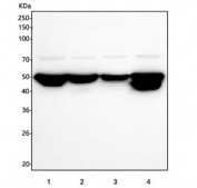 Western blot testing of human 1) Caco-2, 2) HepG2, 3) HeLa and 4) A549 cell lysate with PKDCC antibody. Predicted molecular weight ~54 kDa.