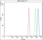 Flow cytometry testing of fixed human MCF7 cells with ADAM2 antibody at 1ug/million cells (blocked with goat sera); Red=cells alone, Green=isotype control, Blue= ADAM2 antibody.