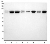 Western blot testing of 1) human A549, 2) human MCF7, 3) human HeLa, 4) human U-251, 5) rat brain, 6) rat C6, 7) mouse brain and 8) mouse NIH 3T3 cell lysate with ITPRIP antibody. Predicted molecular weight ~62 kDa but may be observed at higher molecular weights due to glycosylation.