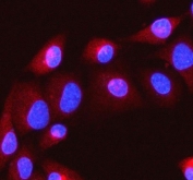 Immunofluorescent staining of FFPE human A549 cells with ITPRIP antibody (red) and DAPI nuclear stain (blue). HIER: steam section in pH6 citrate buffer for 20 min.