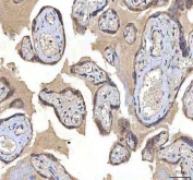 IHC staining of FFPE human placental tissue with Oncomodulin 1 antibody. HIER: boil tissue sections in pH8 EDTA for 20 min and allow to cool before testing.