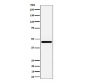 Western blot testing of human HepG2 cell lysate with GNA13 antibody. Predicted molecular weight ~33 kDa.