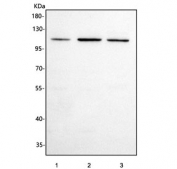 Western blot testing of 1) human 293T, 2) human Jurkat and 3) rat C6 cell lysate with PCDHGC3 antibody. Predicted molecular weight ~101 kDa.