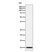 Western blot testing of human A673 cell lysate with NDUFA1 antibody. Predicted molecular weight ~8 kDa.