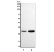 Western blot testing of 1) human HCCP and 2) rat liver tissue lysate with HAAO antibody. Predicted molecular weight ~32 kDa.