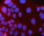 Immunofluorescent staining of FFPE human Caco-2 cells with HAAO antibody (red) and DAPI nuclear stain (blue). HIER: steam section in pH6 citrate buffer for 20 min.