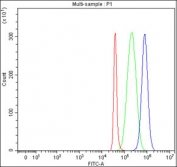 Flow cytometry testing of fixed and permeabilized human SH-SY5Y cells with Puratrophin 1 antibody at 1ug/million cells (blocked with goat sera); Red=cells alone, Green=isotype control, Blue= Puratrophin 1 antibody.